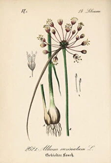 Allium Gallery: Keeled garlic or witchs garlic, Allium carinatum