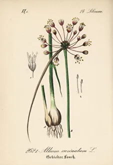 Allium Gallery: Keeled garlic or witchs garlic, Allium carinatum