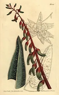 Succulent Prints: Keeled gasteria, Gasteria carinata