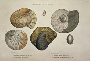 Shell Collection: Kelloways Stone