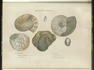 Sowerby Prints: Kelloways Stone fossils