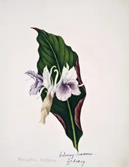 Kempferi ovatifolia, colouring turmeric