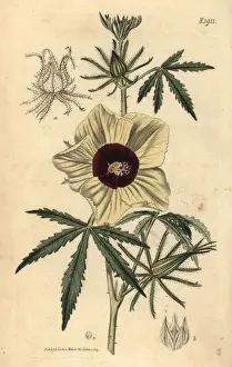 Hibiscus Prints: Kenaf or hemp-leaved hibiscus, Hibiscus cannabinus