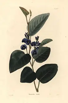 Shotter Prints: Kennedia ovata