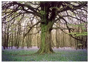 Kentish Bluebell Wood