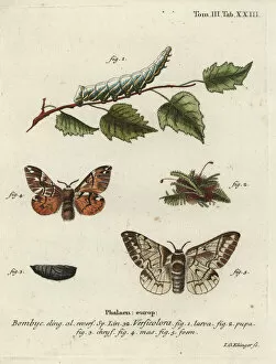 Bombyx Collection: Kentish glory, Endromis versicolora