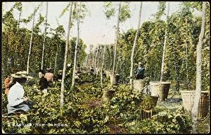 A Kentish Hop Garden