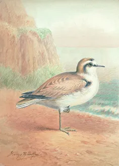 Kentish Gallery: Kentish Plover