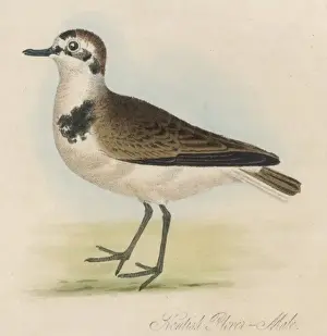 Plover Prints: Kentish Plover / Male