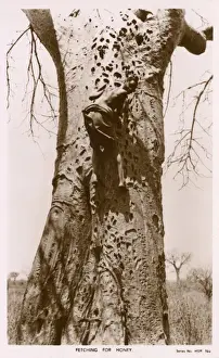 Climbs Prints: Kenyan boy scaling a tree trunk on the hunt for honey