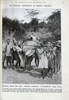 Africans Collection: Kenyan Waterbuck