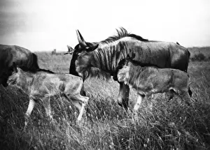 Wildebeest Prints: Kenyan Wildebeest / Gnu