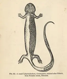 Paleontology Prints: Keraterpeton galvani