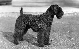 Clad Collection: KERRY BLUE TERRIER / 1928