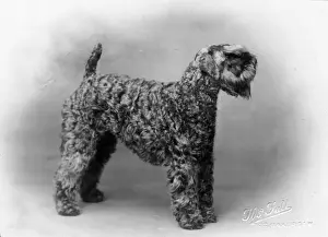 Owned Prints: KERRY BLUE TERRIER / 1930