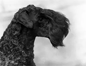 Princeton Prints: KERRY BLUE TERRIER / 1934