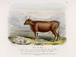 Clare Prints: KERRY COW
