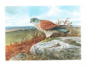 Kestrel Prints: Kestrel