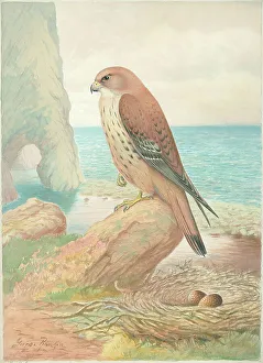 Kestrel