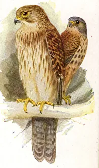 Kestrel Prints: Kestrel