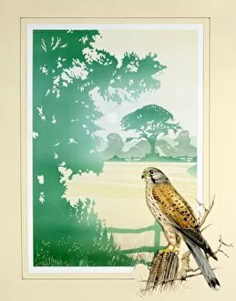 Birds Collection: Kestrel and English Countryside scenery