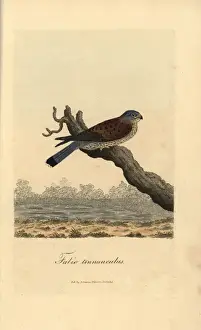 Falco Prints: Kestrel, Falco tinnunculus