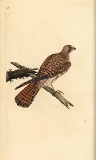 Kestrel, Falco tinnunculus, female