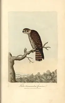 Falco Prints: Kestrel, Falco tinnunculus (female)
