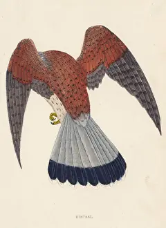 Falco Prints: KESTREL (MORRIS)