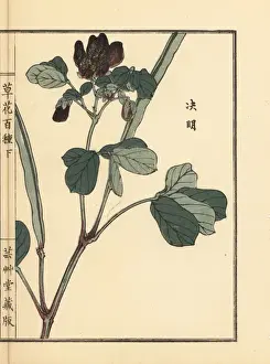 Gardenflower Prints: Ketsumei, Chinese senna or sicklepod, Senna obtusifolia