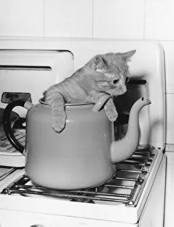 Kitchen Gallery: KETTLE CAT