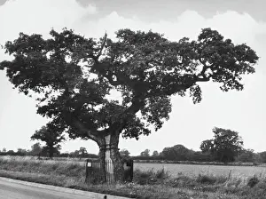 Norfolk Prints: KETTs OAK