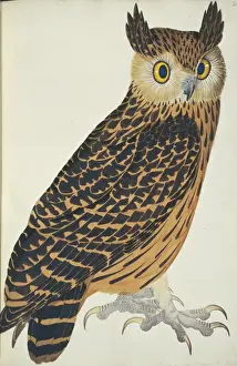 Mottled Prints: Ketupa flavipes, tawny fish owl
