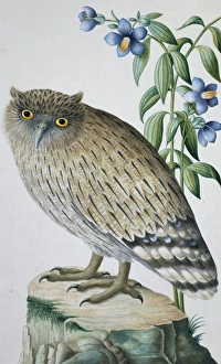 Ketupa zeylonensis, brown fish owl Ketupa zeylonensis, brown fish owl