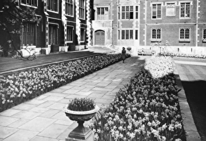 Images Dated 14th April 2011: Kew Gardens Daffodils