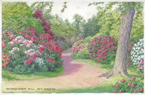 Dell Prints: Kew Gardens, Rhododendron Dell, London