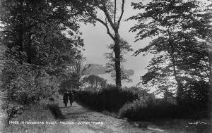 In Kewstoke Wood