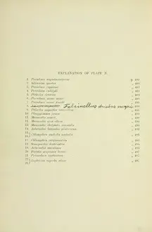 Gronvold Prints: Key for Eggs of Paradiseidae