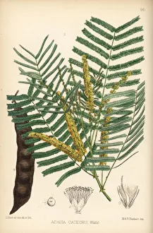 Acacia Gallery: Khair or kher, Acacia catechu