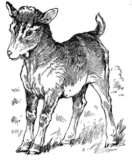 A kid (young goat)