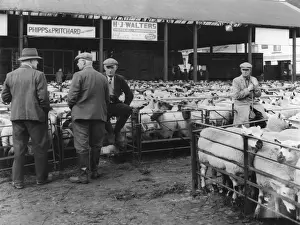 Pens Prints: Kidderminster Sheep Fair