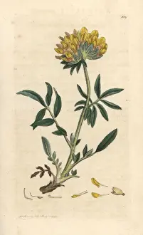 Vetch Prints: Kidney vetch or ladies finger, Anthyllis vulneraria