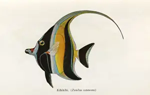 Stripped Prints: Kihikihi, Fishes of Hawaii