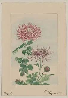 Kiku Prints: Kiku - chrysanthemum