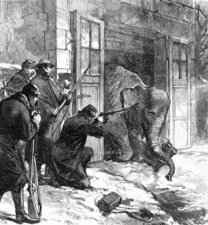 Killing an Elephant for food, Paris; Franco-Prussian War, 18