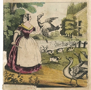 Goose Series (1 of 4)