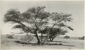 Images Dated 4th March 2020: Kimberley, South Africa - Marula Tree Date: circa 1920s