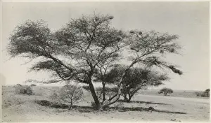 Kimberley, South Africa - Marula Tree Date: circa 1920s