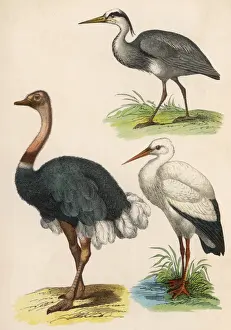 Three Kinds of Bird