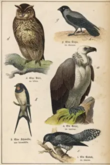 Five Kinds of Bird
